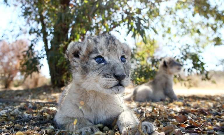 Conceived through artificial insemination in a world first, the two lion cubs were born on August 25