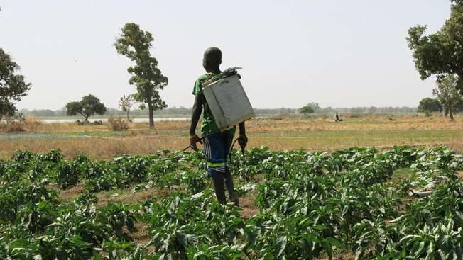 Confirming the risks of pesticide use in Burkina Faso