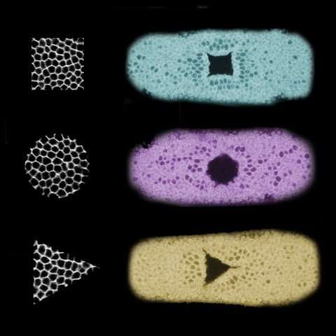 Constructing new tissue shapes with light