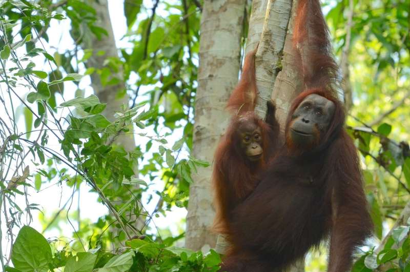 Contrary to government report, orangutans continue to decline