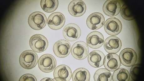 Controversial pregnancy test drug shows deformities in zebrafish embryos within hours of exposure