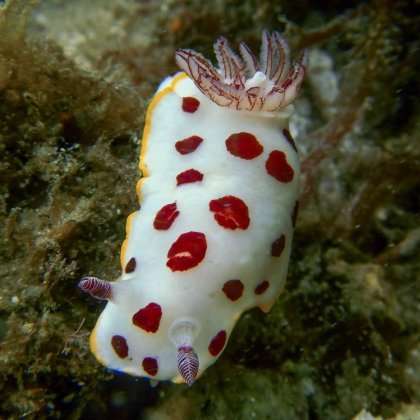 Copycat sea slugs vary in toxicity and taste
