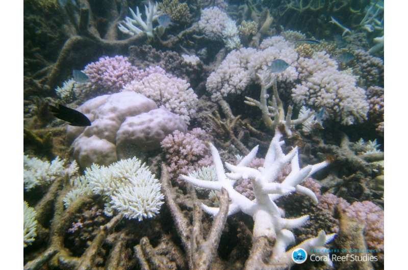 Coral bleaching threatens the diversity of reef fish