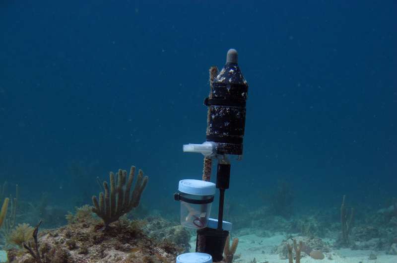 Coral larvae found to prefer a noisy environment