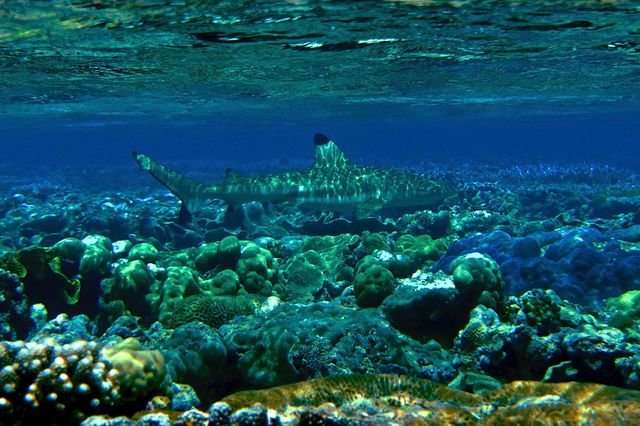Coral reefs in hot water as warming events slow recovery