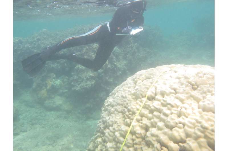Corals are becoming more tolerant of rising ocean temperatures