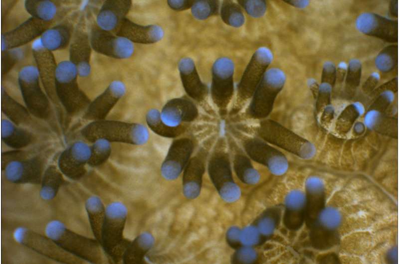 Coral tricks for adapting to ocean acidification