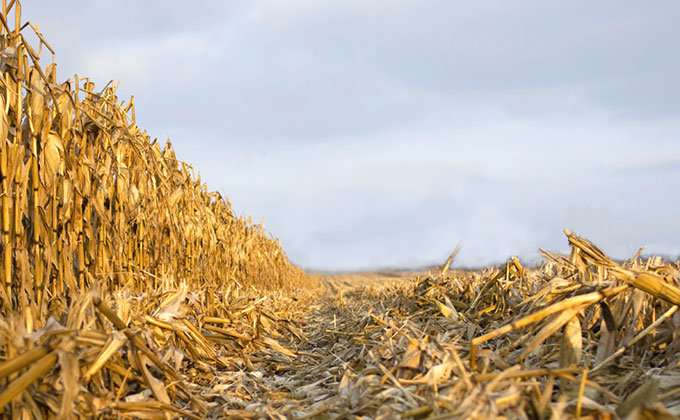 Cornfields could play a role in recycling old electronics