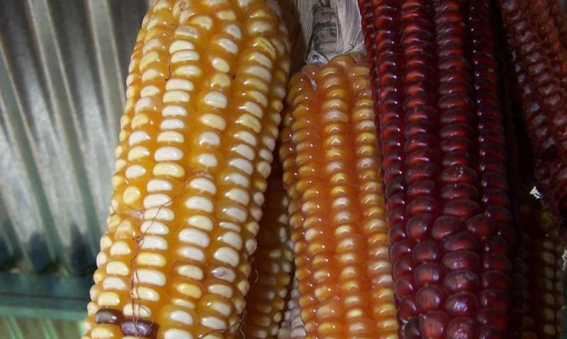 Corn variety gets nutrients from bacteria, potentially reducing need for fertilizer