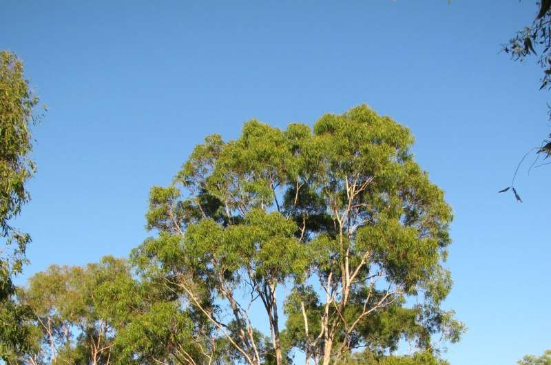 Corymbia Genome Expands Terpene Synthesis Knowledge