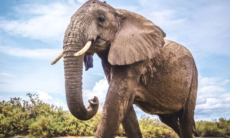 Could seismology equipment help to protect elephants from poachers?