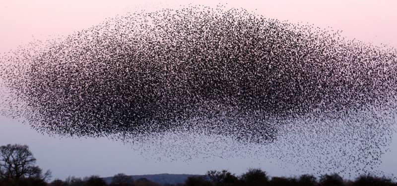 Could studying swarm behaviors teach us how to help drones fly safely?
