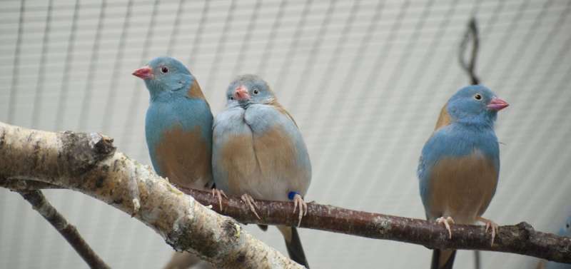Couples showing off: Songbirds are more passionate in front of an audience