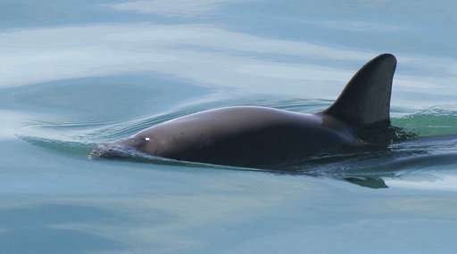 Court: Ban seafood caught with nets that harm tiny porpoises