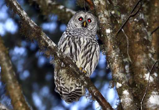 Court OKs killing a type of owl to see effect on other owls