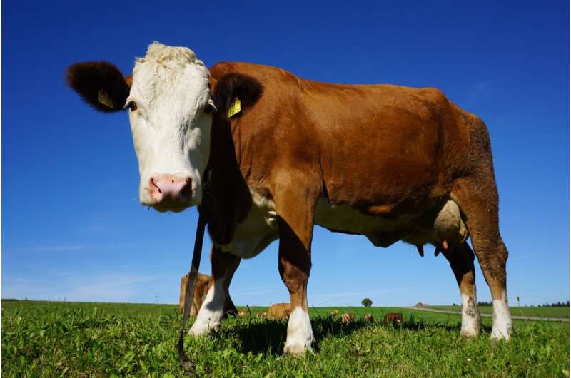 Cows exude lots of methane, but taxing beef won't cut emissions