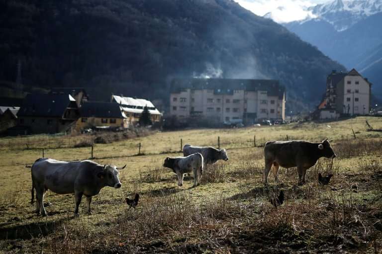 Cows graze in Bossost in the Aran Valley in northwest Catalonia, hit  by a controversy on raw milk which caused alarm due to the