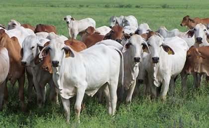 Cracking the genetic code for complex traits in cattle