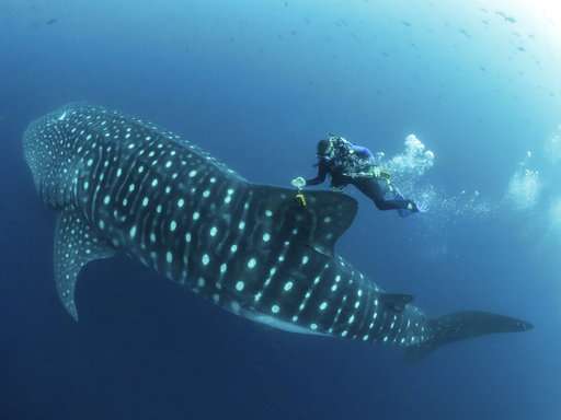 What It's Like to Draw Blood From a Whale Shark - The Atlantic