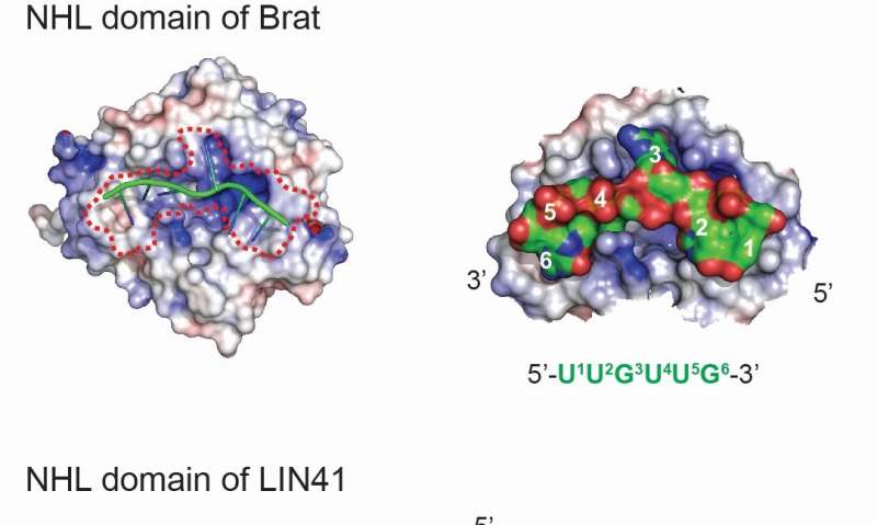 Cracking the RNA-binding code of a cell fate regulator