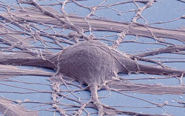 Created line of spinal cord neural stem cells shows diverse promise