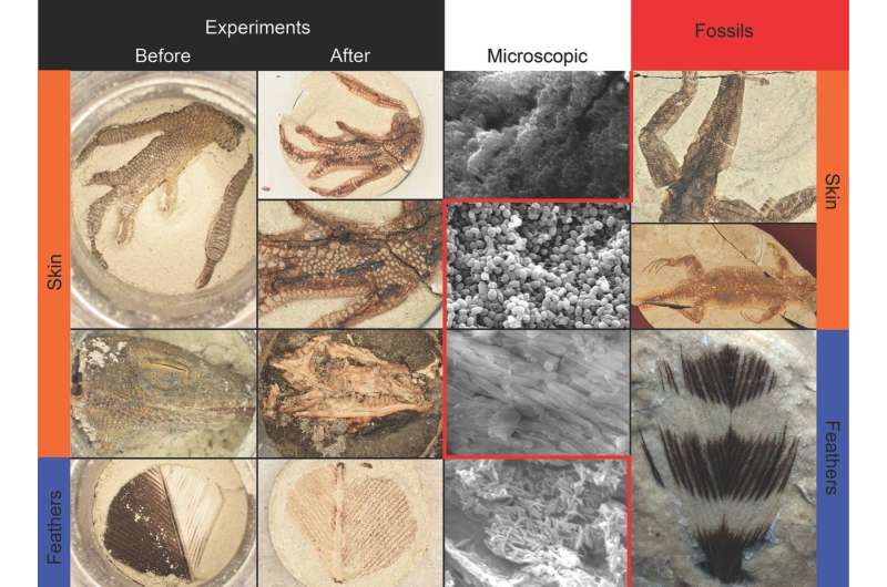 Creating 'synthetic' fossils in the lab sheds light on fossilization processes