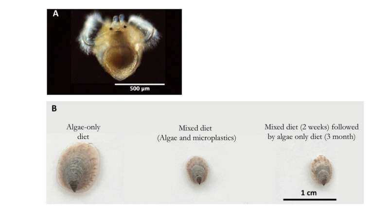 Crepidula onyx resilient towards microplastic diet