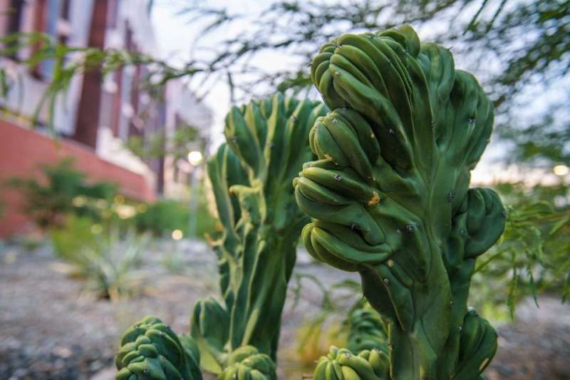 Crested cactuses inspire researchers to look for new ways to control cancer