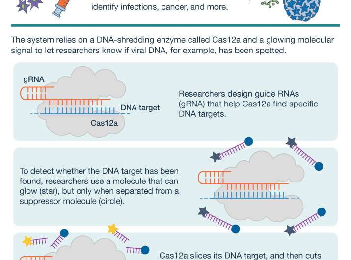 CRISPR-based technology can detect viral DNA