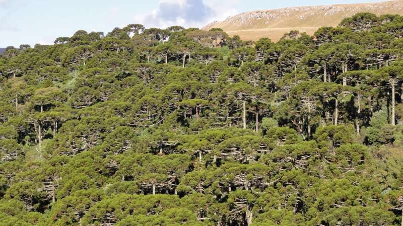 Critically endangered South American forests were man made