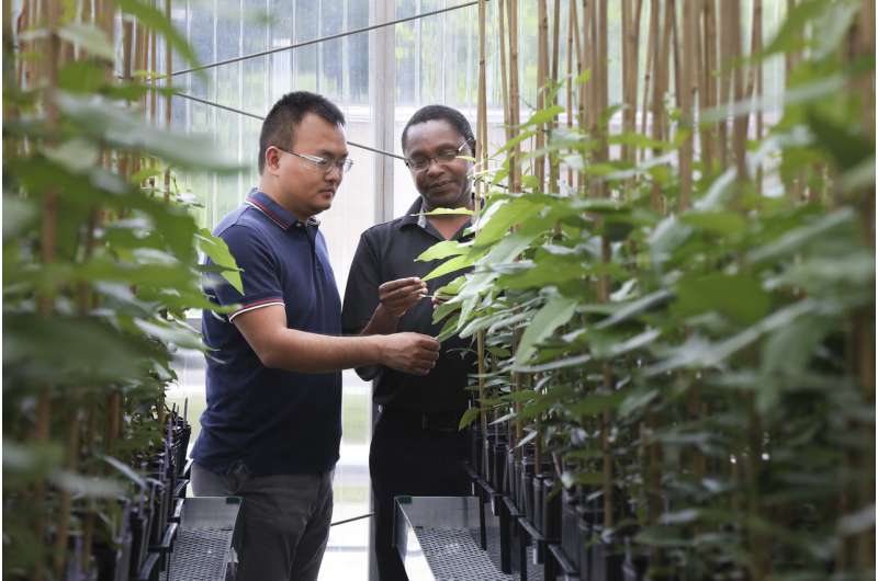 Critical plant gene takes unexpected detour that could boost biofuel yields