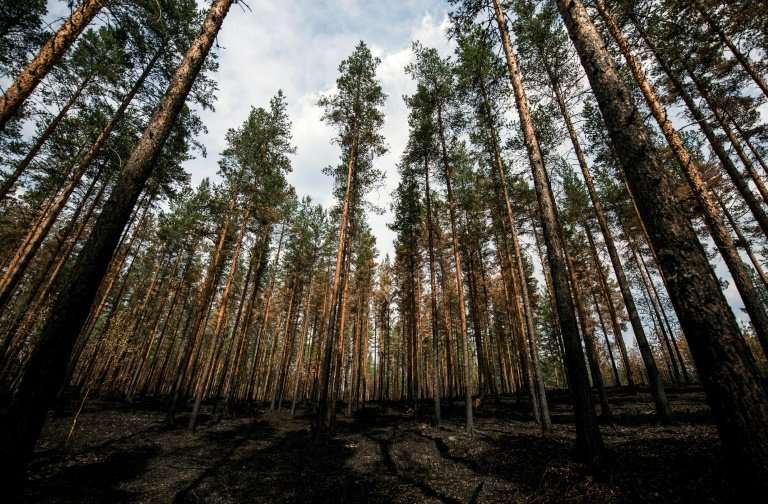 Critics say that the forest industy in Sweden has laid out a &quot;red carpet&quot; for wildfires by planting pine trees closely