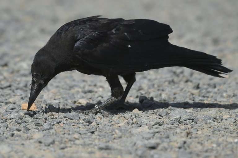 Crow that in the bin: a specially trained rook picks up rubbish at a French theme park