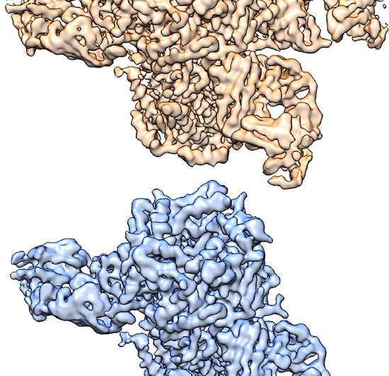 Cryo-EM structures of the nicotine receptor may lead to new therapies for addiction