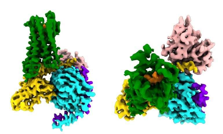 CryoEM study captures opioid signaling in the act