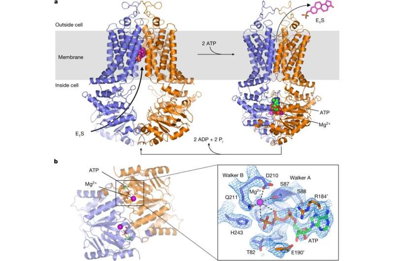 **Cryogenic-Electron Microscopy (Cryo-EM) structures of a human ABCG2 mutant transporter protein