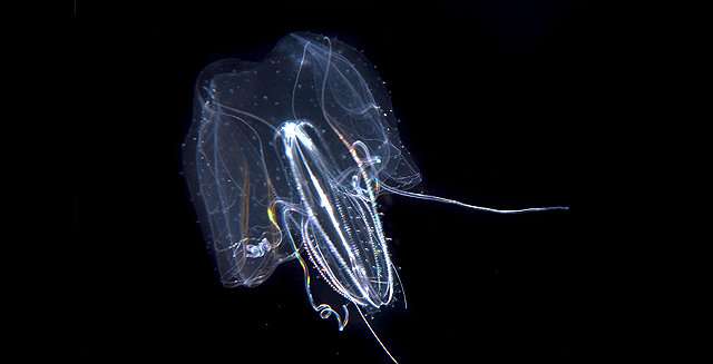 Ctenophores and the story of evolution in the oceans