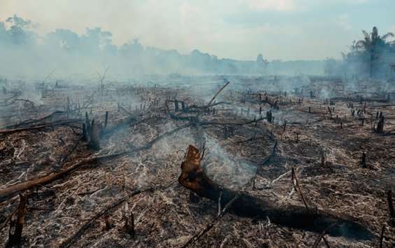 Current deforestation pace will intensify global warming, study alerts