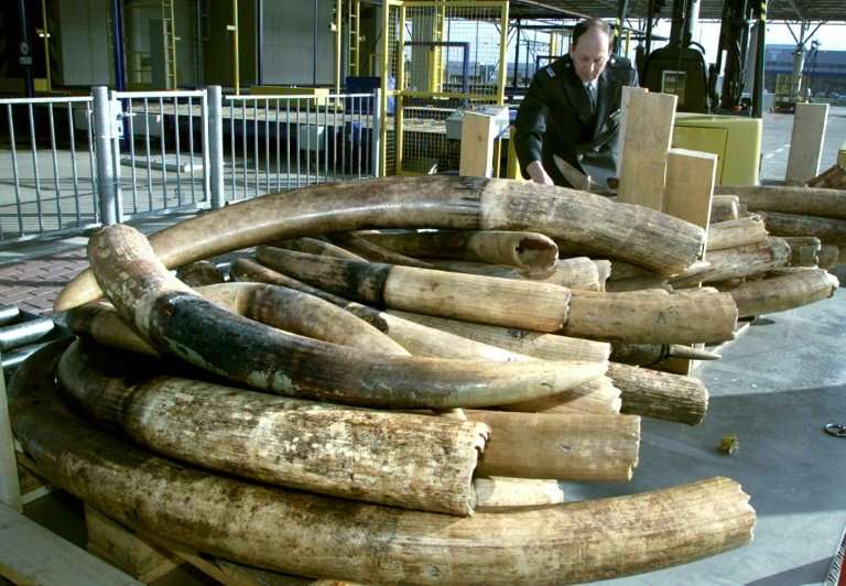 Currently Dutch law permits the sale of raw ivory with an EU certificate, provided it entered the country between 1947 and 1990.