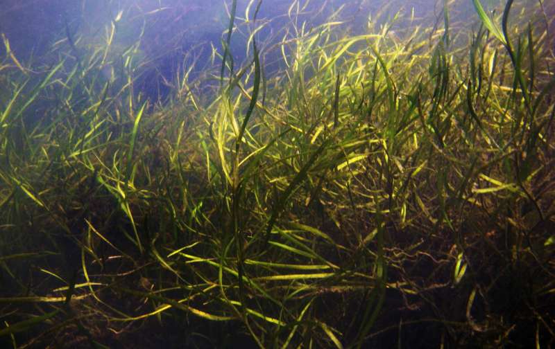Cutting pollution in the Chesapeake Bay has helped underwater grasses rebound