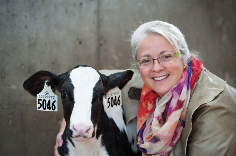 Dairy calves are natural optimists or pessimists, just like us