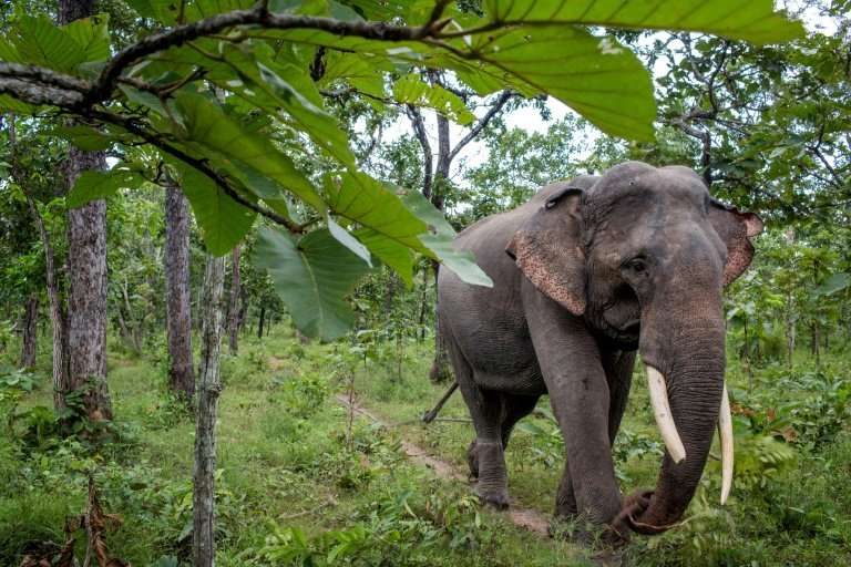 Dak Lak province was dubbed the &quot;elephant kingdom&quot; for the large herds that once roamed its forests