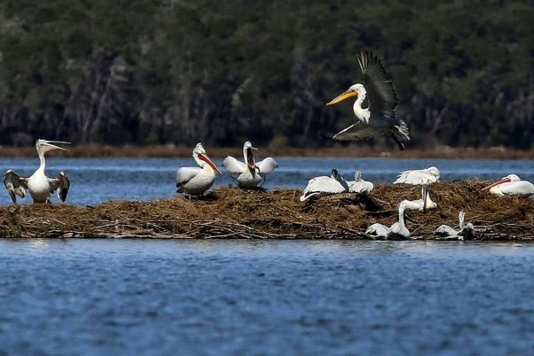 Dalmatian pelicans nesting in the Karavasta lagoon, part of the Divjaka Karavasta National Park in Albania