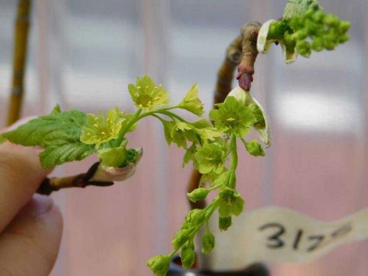 Damage encourages maple species to become female, Rutgers study finds