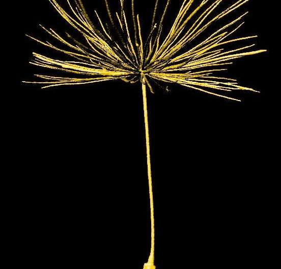 Dandelion seeds reveal newly discovered form of natural flight