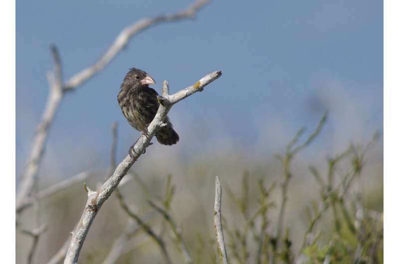 Darwin's finches -- where did they actually come from?