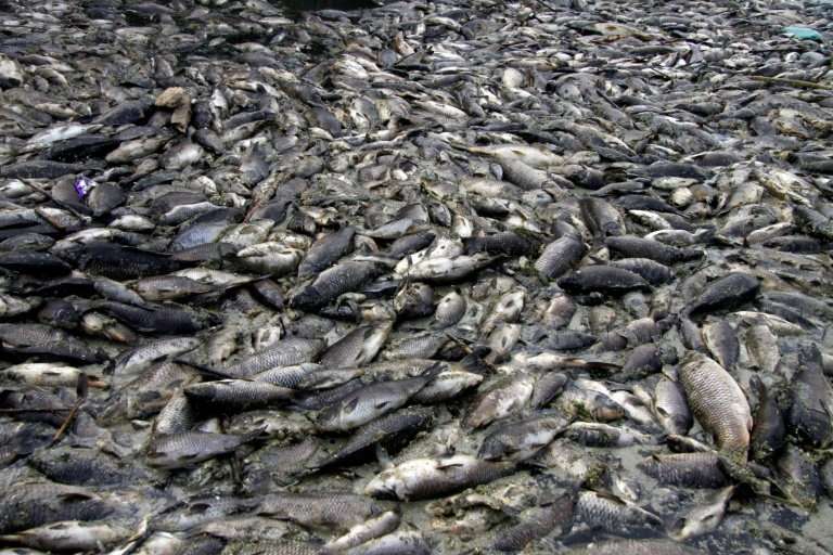 Dead carp float on the Euphrates River—among hundreds of thousands that have perished, leaving fish farmers facing ruin