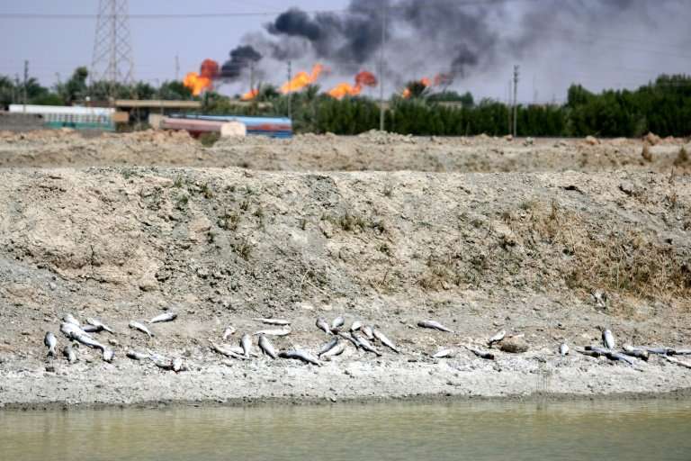 Dead fish lie on the bank of a reservoir at a fish farm north of Basra in southern Iraq with burning oil fields in the backgroun
