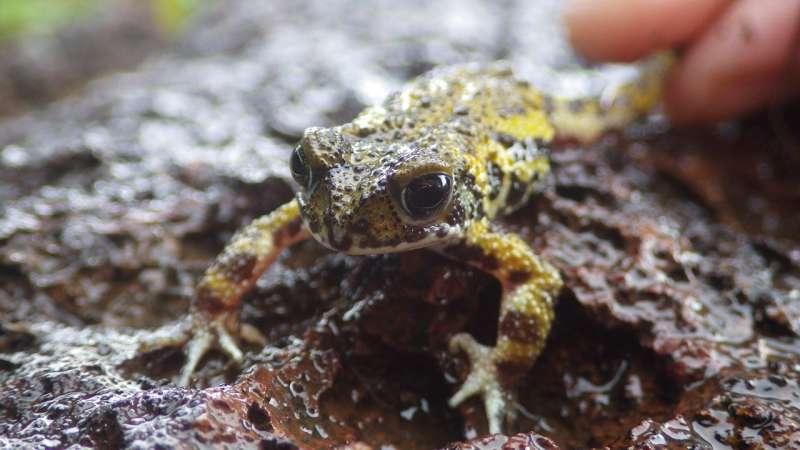Deadly fungus found for first time in critically endangered amphibian species
