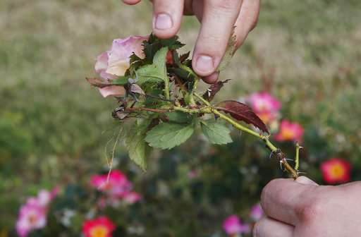 Deadly plant disease threatens $250M rose business